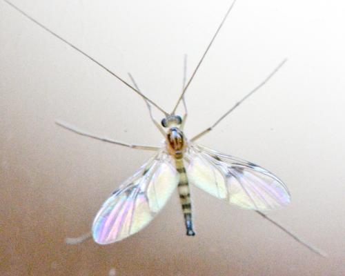 Macrocera centralis